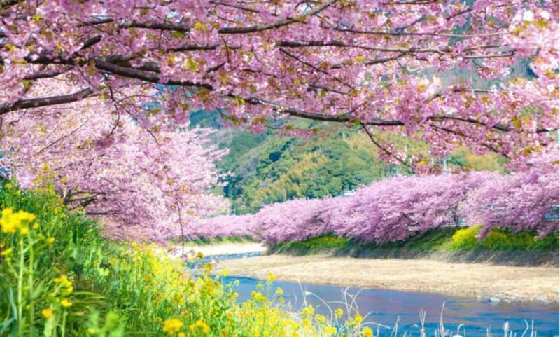 Tokyo: Kawazu Cherry Blossom & Onsen Small-Group Trip - Discovering Kawazu: A Unique Cherry Blossom Destination