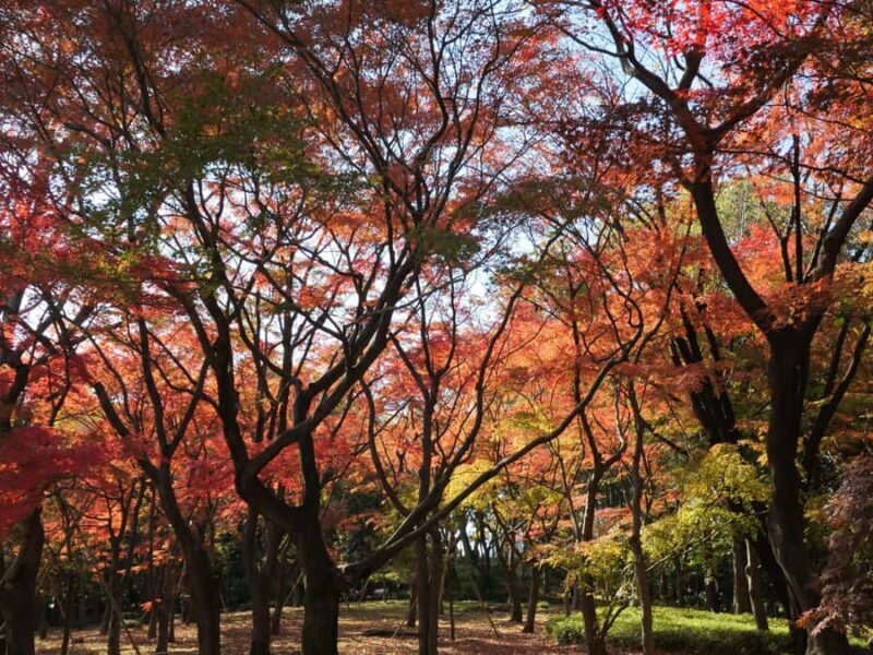 Tokyo: Kitanomaru Park Autumn Leaves Stroll - Introduction
