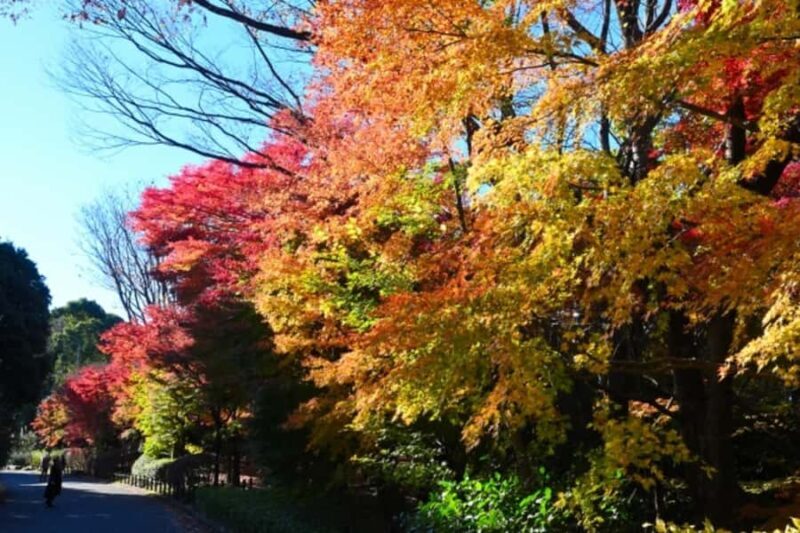 Tokyo: Kitanomaru Park Autumn Leaves Stroll - Who Will Love This Experience