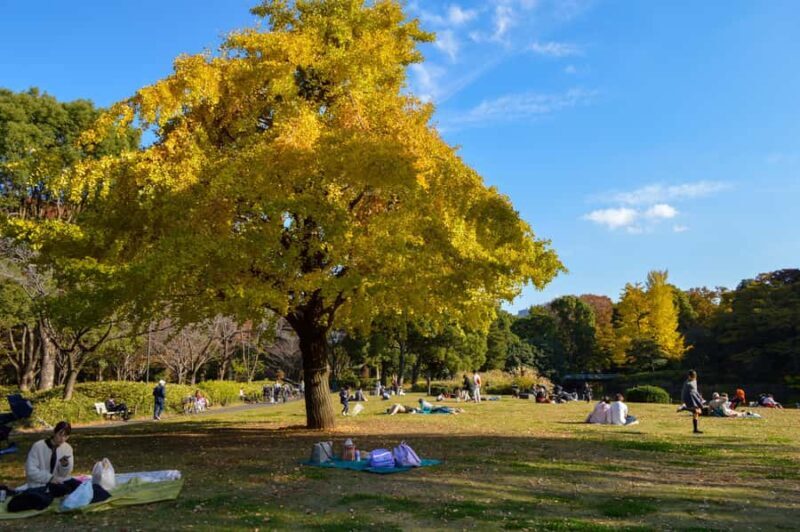 Tokyo: Kitanomaru Park Autumn Leaves Stroll - FAQ