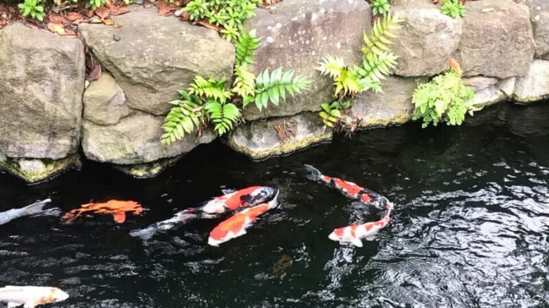 Tokyo: Master Asakusa Temple Etiquette, Food & Photo Walk - Final Thoughts