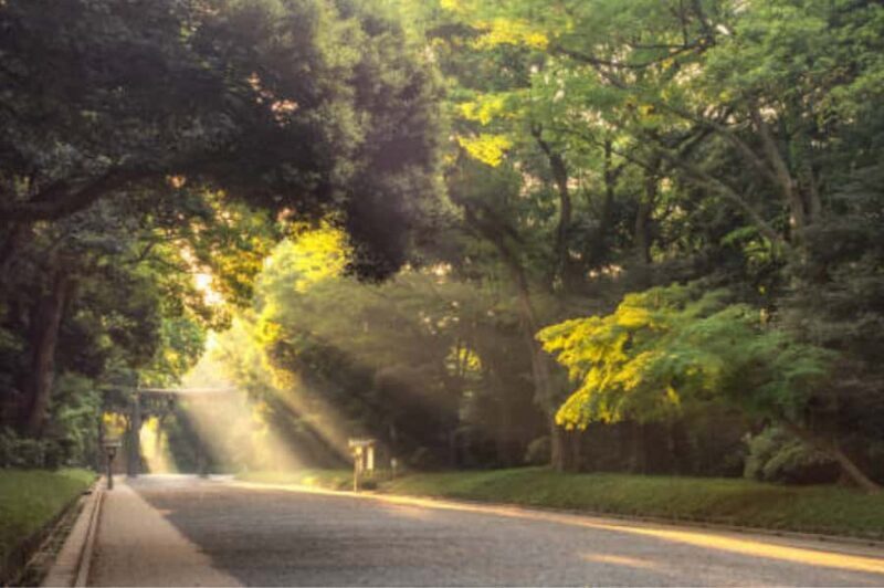 Tokyo: Meiji Shrine Walking Tour with Local Japanese Guide - Who This Tour Is Best For
