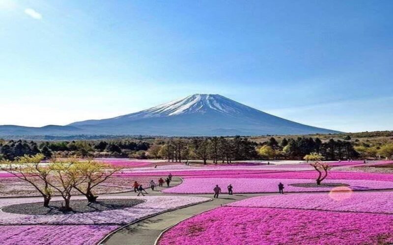 Tokyo: Mount Fuji and Hakone Private Sightseeing Day Tour - Additional Considerations