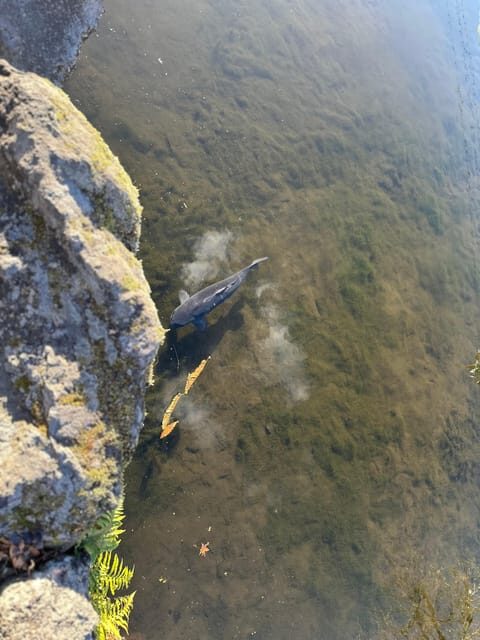 Tokyo: Mount Fuji and Hakone Private Sightseeing Day Tour - FAQs