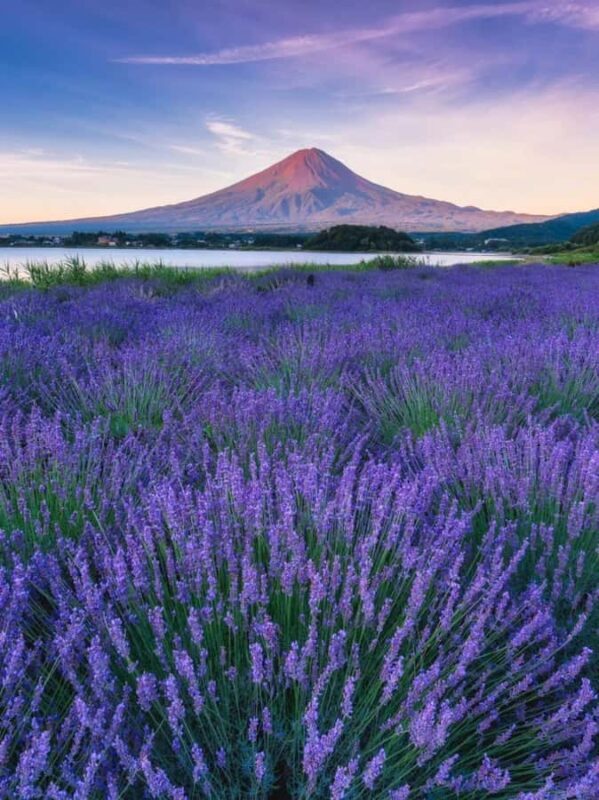 Tokyo: Mount Fuji and Lake Yamanaka Day Trip with Pickup - FAQ