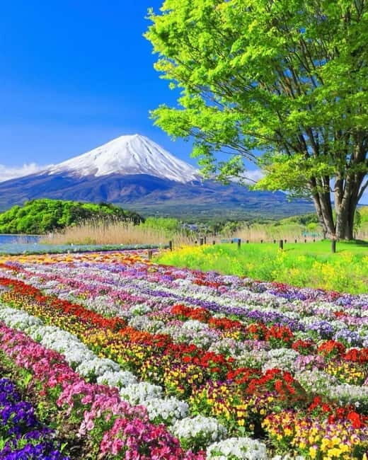 Tokyo: Mount Fuji Day Trip with Scenic & Local Stops - A Detailed Look at the Mount Fuji Day Trip