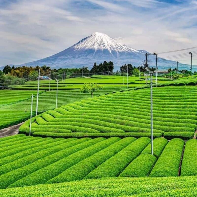 Tokyo: Mount Fuji Must See Private Tour Adjustable Itinerary - Is It Worth the Price?