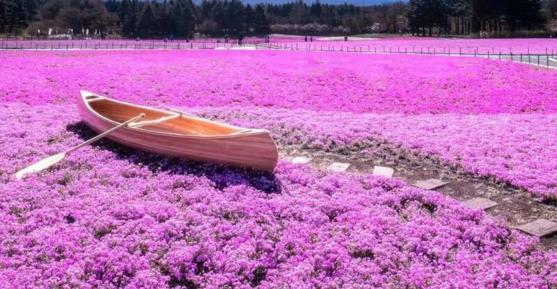 tokyo-mount-fuji-yamanaka-lake-kawaguchiko-lake-day-trip