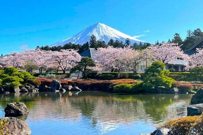 Tokyo: Mt. Fuji Cherry Blossoms and Tea picking Tour - Key Points