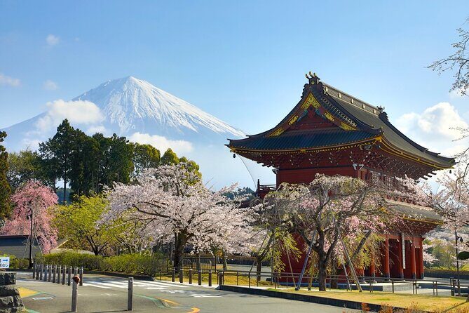 Tokyo: Mt. Fuji Cherry Blossoms and Tea picking Tour - Who Should Consider This Tour?