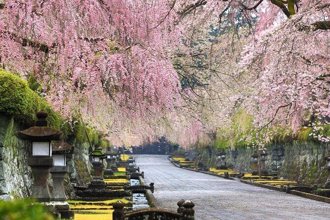 Tokyo: Mt. Fuji Cherry Blossoms and Tea picking Tour - The Sum Up