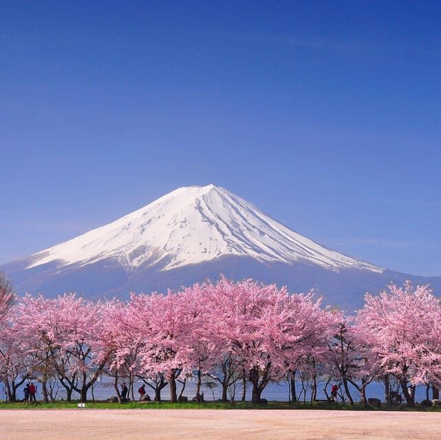 Tokyo: Mt. Fuji & Hakone Cherry Blossoms Private Day Tour - Key Points