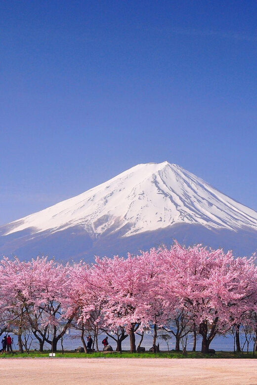 Tokyo: Mt. Fuji & Hakone Cherry Blossoms Private Day Tour - Who is This Tour Best For?
