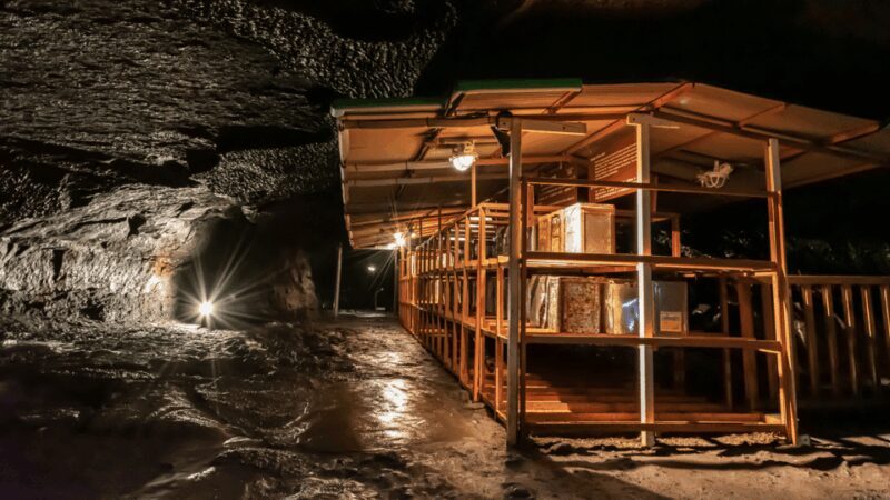 Tokyo: Mt. Fuji Hidden Gems and Aokigahara Forest Tour - An In-Depth Look at the Tour: What’s Included