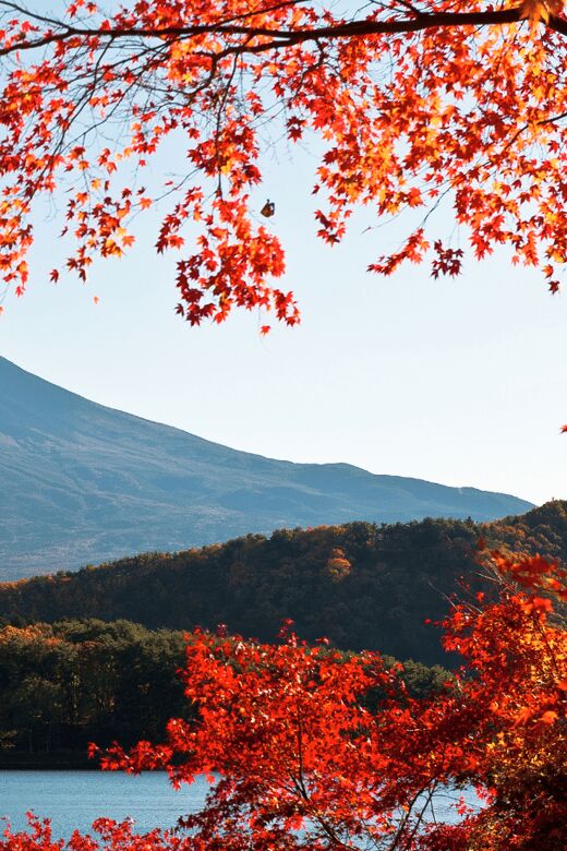 Tokyo: Mt. Fuji Hidden Gems and Aokigahara Forest Tour - Who Will Love This Tour?
