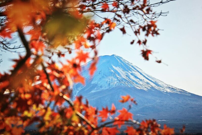 Tokyo: Mt. Fuji Hidden Gems and Aokigahara Forest Tour - FAQs