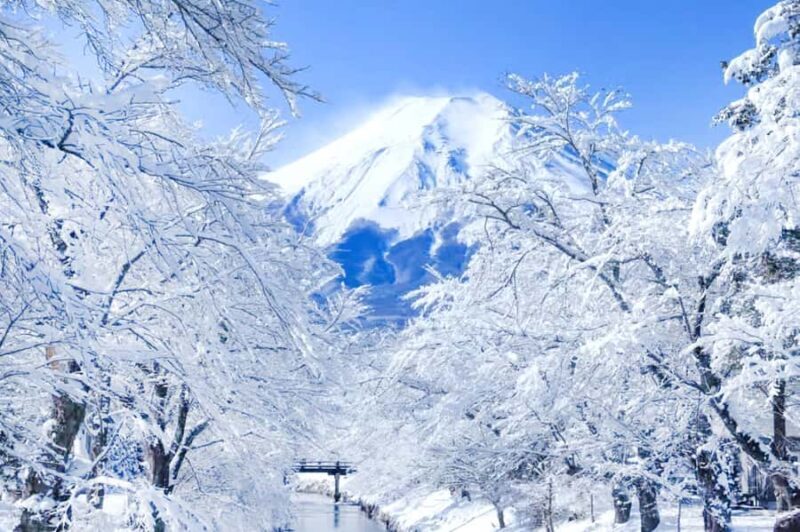 Tokyo: Mt Fuji & Oishi Park &Lake Kawaguchi & OshincHakkai - Who Is This Tour Best For?