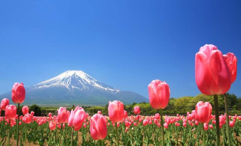 Tokyo: Mt. Fuji Photo Spots, Pink Moss & Cherry Blossom Tour - Key Points