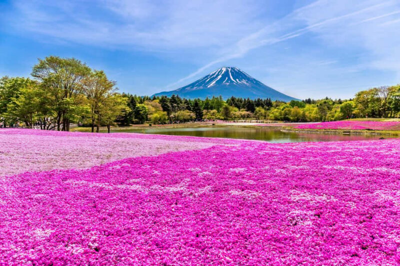Tokyo: Mt. Fuji Photo Spots, Pink Moss & Cherry Blossom Tour - A Thorough Look at the Tour Experience