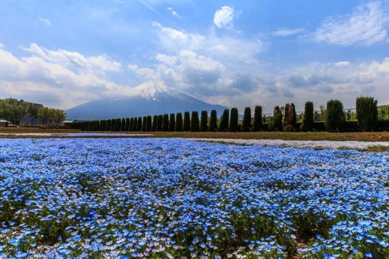 Tokyo: Mt. Fuji Photo Spots, Pink Moss & Cherry Blossom Tour - Who Would Love This Tour?