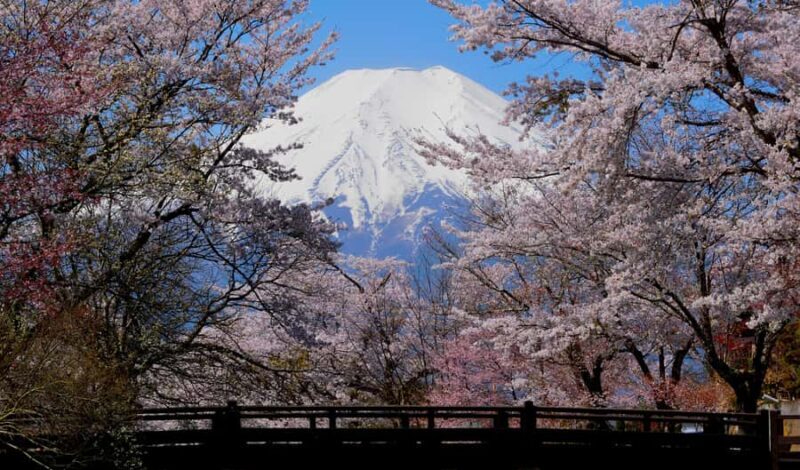 Tokyo: Mt. Fuji Photo Spots, Pink Moss & Cherry Blossom Tour - Final Thoughts