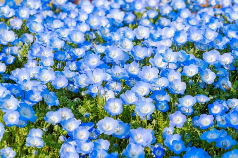 Tokyo: Mt. Fuji Photo Spots, Pink Moss & Cherry Blossom Tour - FAQ