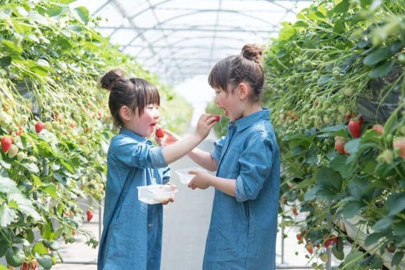 Tokyo: Mt. Fuji Yeti Ski, Hot Spring & Fruit Picking Tour - The Sum Up: Who’s It Best For?