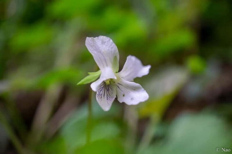 Tokyo: Mt. Takao Nature & Culture Hike with Private Guide - Who Should Consider This Tour?