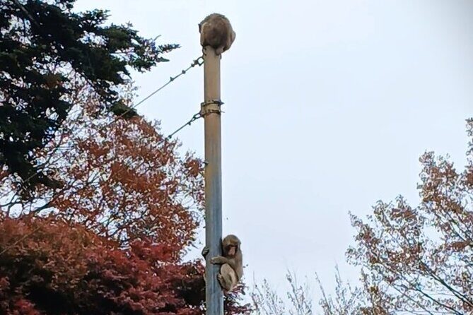 Tokyo: Mt. Takao Tour with Ramen and Tattoo-Okay Hot Spring - Additional Details: Practical & Smooth