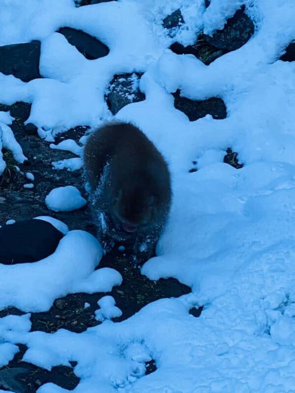 Tokyo/Nagano: private Tour with Snow Monkey Park & Temples - Key Points