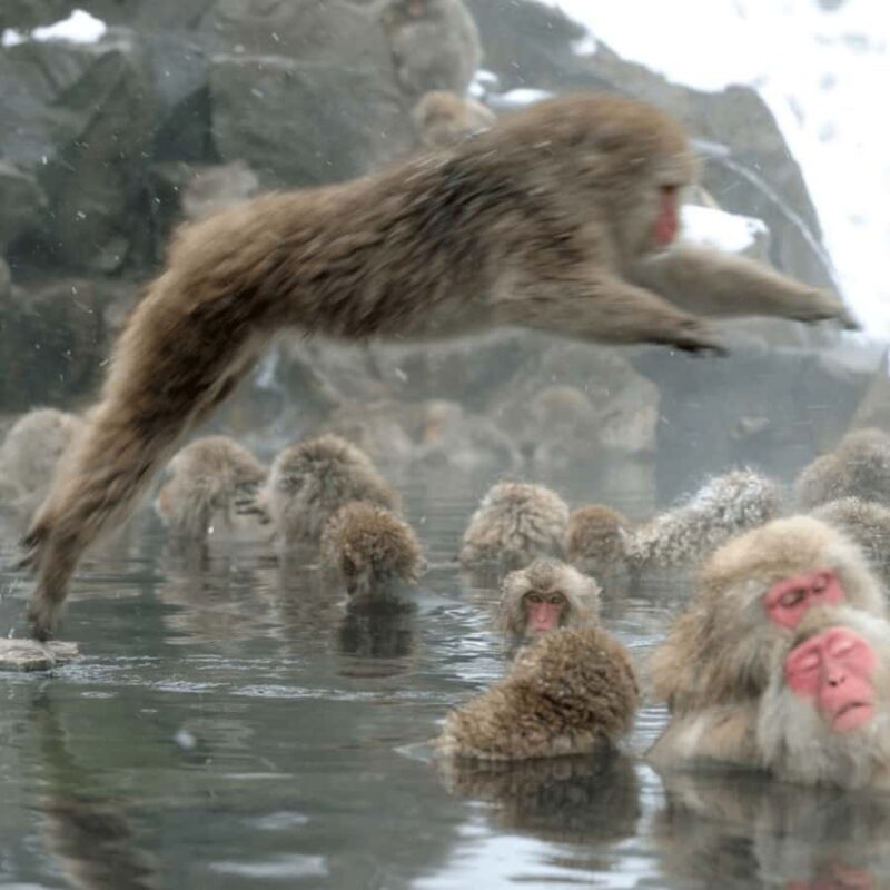 Tokyo / Nagano Snow Monkey, Obuse, Customized Private Tour - A Perfect Blend of Culture and Nature in Central Japan