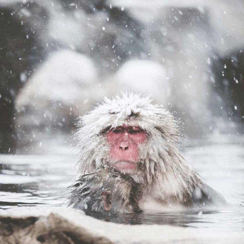Tokyo / Nagano Snow Monkey, Obuse, Customized Private Tour - Practical Details: Transportation, Timing, and Customization