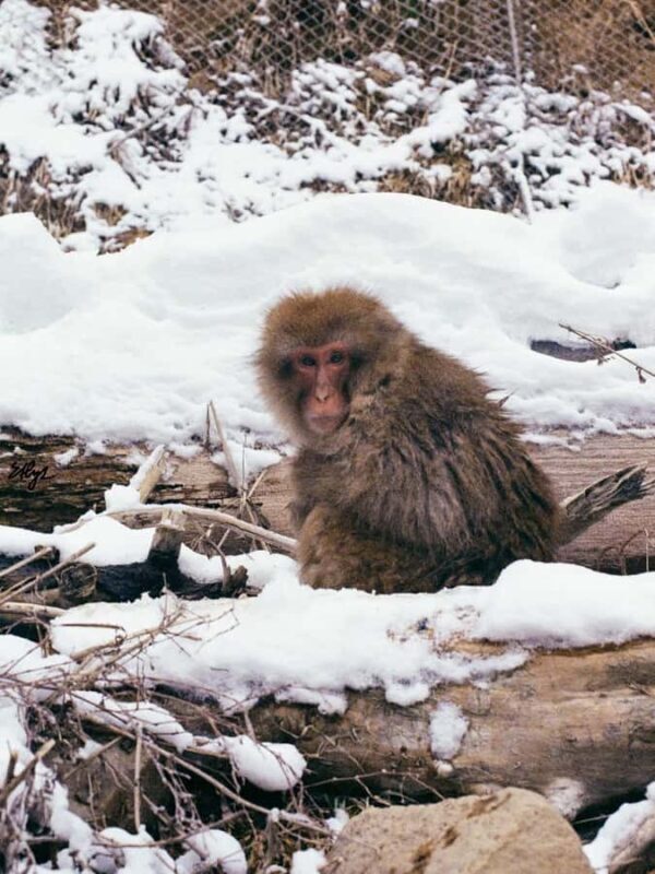 Tokyo: Nagano Snow Monkeys and Zenko-ji Temple Day Trip - Tokyo: Nagano Snow Monkeys and Zenko-ji Temple Day Trip — An Authentic and Luxurious Escape