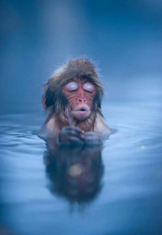 Tokyo: Nagano Snow Monkeys and Zenko-ji Temple Day Trip - Key Points