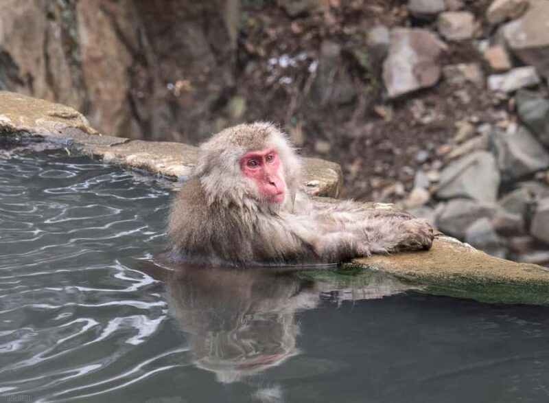 Tokyo: Nagano Snow Monkeys and Zenko-ji Temple Day Trip - FAQ