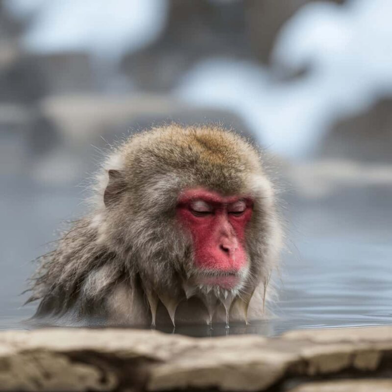 Tokyo / Nagano: Snow Monkeys Private Tour Hotel Pick & Drop - Key Points