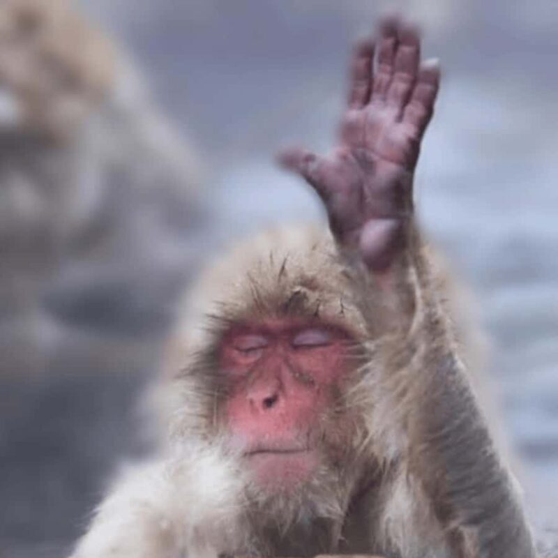 Tokyo & Nagano: Zenkoji Temple & Snow Moneky Private Tour - The Experience in Detail