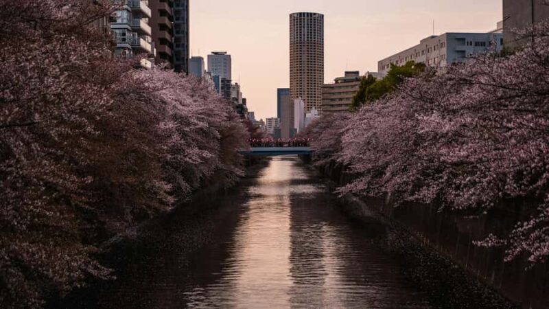 Tokyo: Nakameguro Sakura Riverside Walk with Street Stalls - Why This Tour Is Great for Travelers