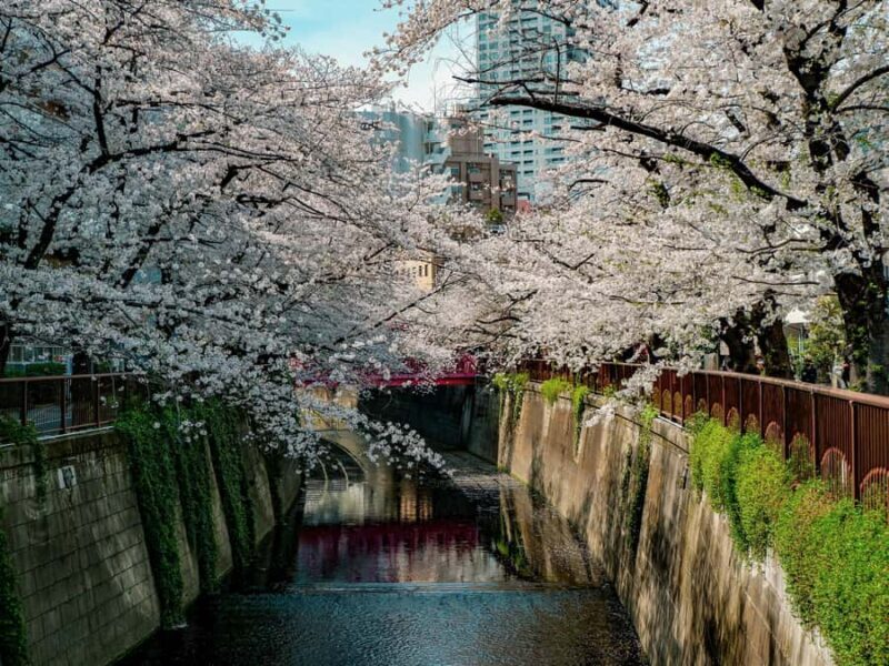 Tokyo: Nakameguro Sakura Riverside Walk with Street Stalls - FAQ