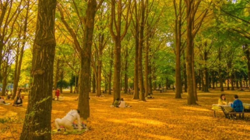 Tokyo Nature Walk: From City Parks to Neon Streets - Tokyo Nature Walk: From City Parks to Neon Streets