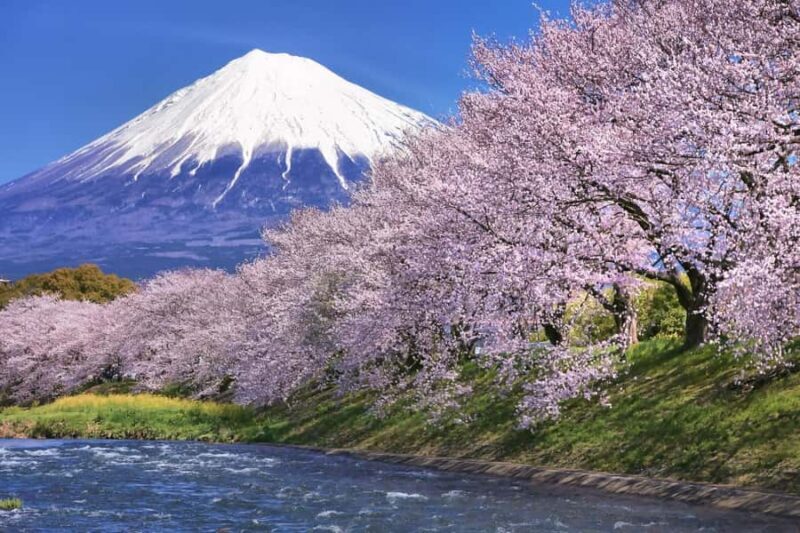 Tokyo: New Views of Mt. Fuji Cherry Blossoms & Tea Picking - An In-Depth Look at the Tour Experience