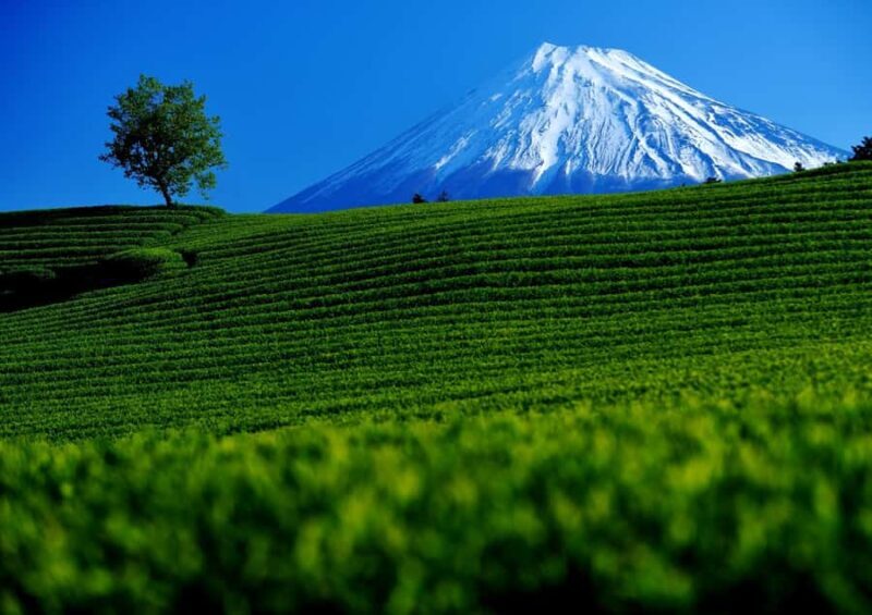 Tokyo: New Views of Mt. Fuji Cherry Blossoms & Tea Picking - The Sum Up