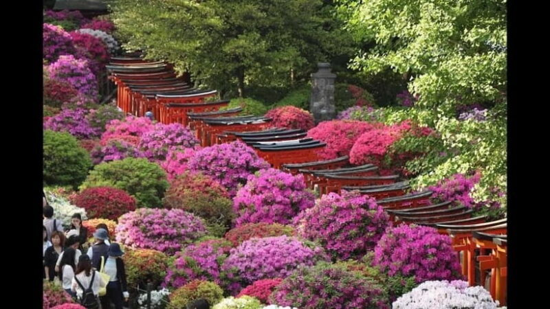 Tokyo: Nezu Shrine Guided Tour with Azalea Festival - Walking Through the Torii Tunnel