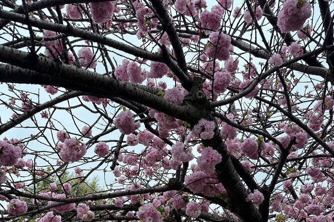 Tokyo or Yokohama Tours: Private, Customizable, Convenient! - The Beauty of a Private, Customizable Tour