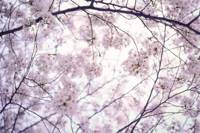 Tokyo: Photography Masterclass - Private Photo Lesson - Exploring Tokyo Through Your Lens: A Detailed Look at the Private Photography Masterclass