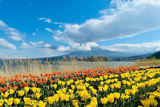 Tokyo Private City Tour - FAQ