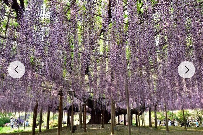 tokyo-private-day-tour-by-car-with-english-speaking-driver-guide-2