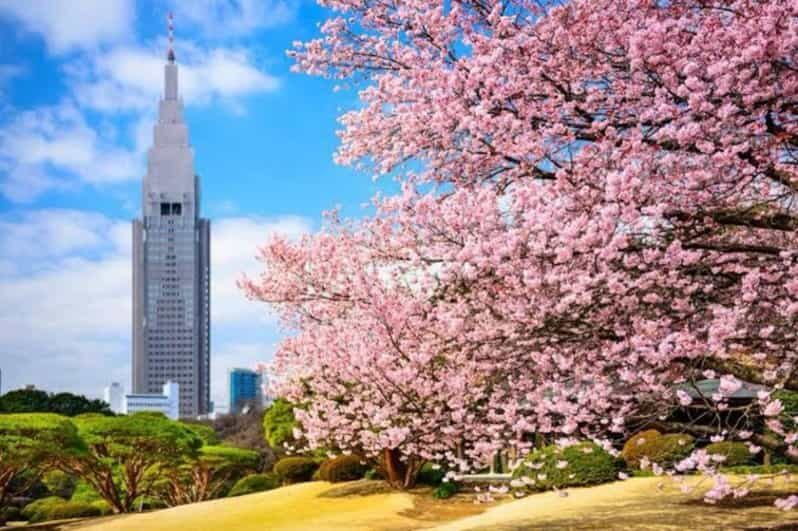 Tokyo: Private Guided Tour with Hotel Pickup and Drop-off - Key Points