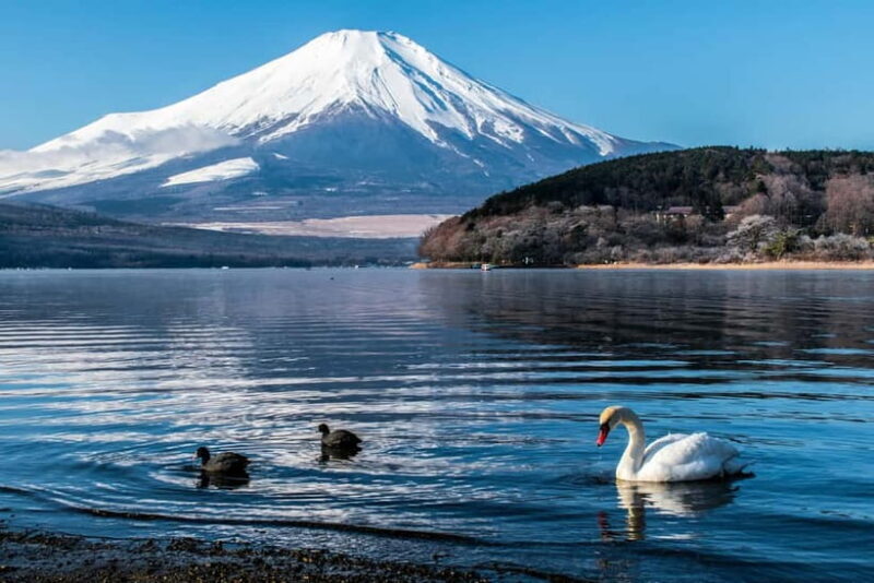 Tokyo : Private Luxury Tour To Mt Fuji With English Speaker - The Itinerary in Detail