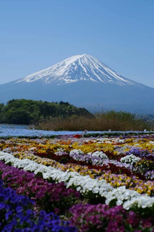 Tokyo: Private Mt. Fuji and Shibazakura Spring Tour - Tokyo: Private Mt. Fuji and Shibazakura Spring Tour Review